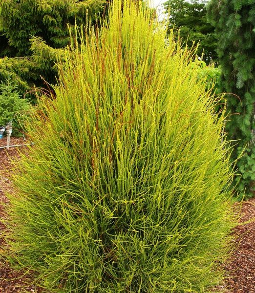 Platycladus orientalis 'Franky Boy'